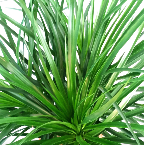 Buy 【Dracaena cambodiana, Cambodian Dragon Tree (0.6m)】 from Trusted  Distributors & Wholesalers Directly - Credit Terms Payment Available