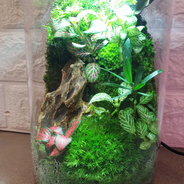 Buy 【Terrarium with in-built LED Light Type I】 from Trusted Distributors &  Wholesalers Directly - Credit Terms Payment Available -  Singapore