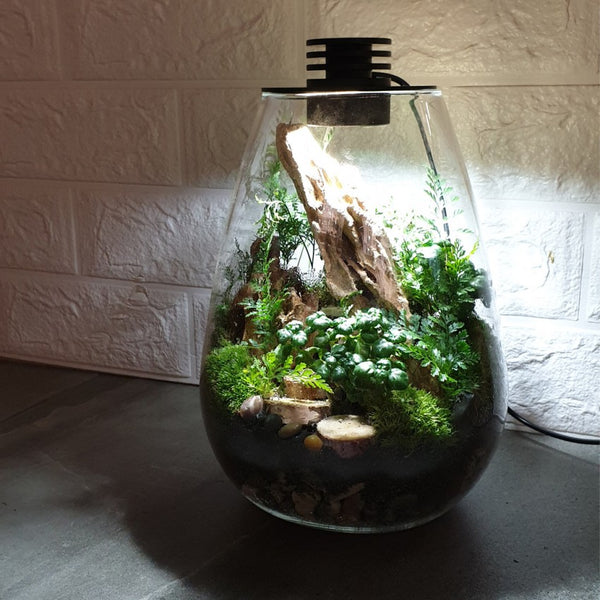 Buy 【Terrarium with inbuilt LED Light Type I】 from Trusted