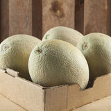 2 X ROCKMELON AUSTRALIA - Obbo.SG