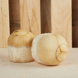 3 X COCONUT THAI PRECUT - Obbo.SG