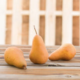 3 X PEAR BOSC AUSTRALIA - Obbo.SG
