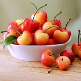 CHERRY RAINIER 250G USA - Obbo.SG