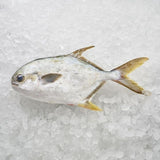FRESH GOLDEN POMFRET 400G (CLEANED AND GUTTED) - Obbo.SG