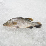 FRESH SEABASS WHOLE 600G (CLEANED AND GUTTED) - Obbo.SG