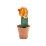 Cactus Grafted, Orange (5.5cm pot)