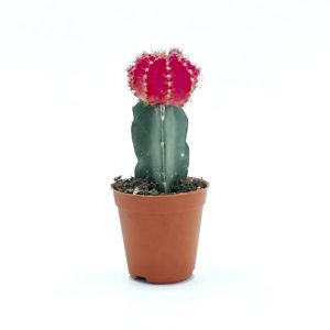 Cactus Grafted, Pink (5.5cm pot) - Obbo.SG