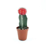 Cactus Grafted, Red (5.5cm pot)