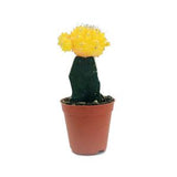 Cactus Grafted, Yellow (5.5cm pot)