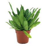 Eryngium foetidum, Sawtooth Coriander (15cm pot) - Obbo.SG