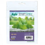 BABA Seed HB-005 Catnip