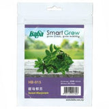BABA Seed HB-015 Sweet Marjoram 甜马郁兰