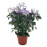 Plectranthus ‘Mona Lavender’ (15cm pot)