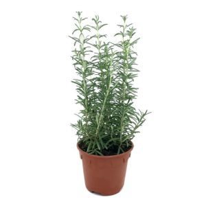 Rosemary (15cm pot) - Obbo.SG