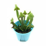 Sarracenia hybrid, Pitcher Plant (12cm pot)