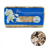 Chilean Sphagnum Moss (150g) - Obbo.SG