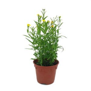 Tagetes lucida, Mexican Tarragon (15cm pot) - Obbo.SG