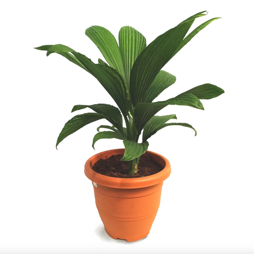 toquilla palm plant Buy 【Carludovica Palmata, Toquilla Palm (0.65m)】 from Trusted Distributors & Wholesalers Directly - Credit Terms Payment Available
