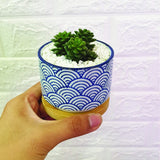 Ceramic Pots series I - Obbo.SG