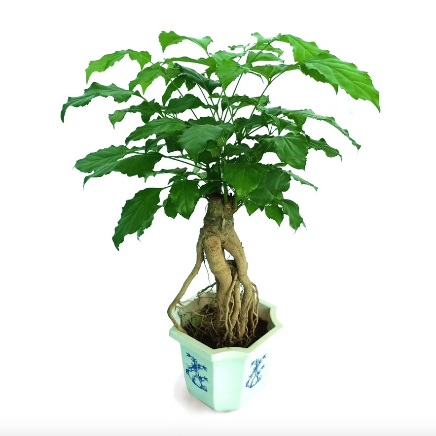 china doll bonsai tree Buy 【China doll Bonsai, Radermachera sinica(Small) (0.3m)】 from Trusted Distributors & Wholesalers Directly - Credit Terms Payment Available