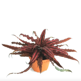 Cryptanthus Bivittatus 'Rubra', Dark Red Earth Star (0.2m) - Obbo.SG
