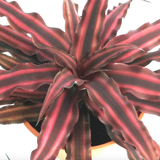 Cryptanthus Bivittatus 'Rubra', Dark Red Earth Star (0.2m) - Obbo.SG