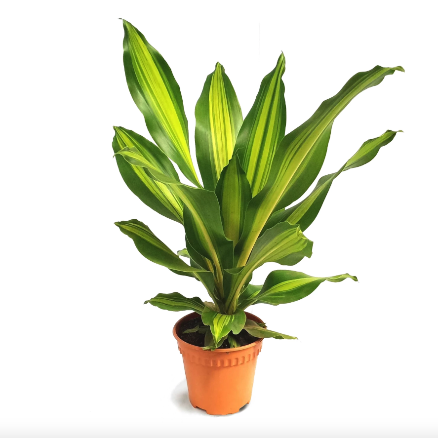 dracaena aubryana Buy 【Dracaena aubryana, Lance Dracaena (Small) (0.3m)】 from Trusted Distributors & Wholesalers Directly - Credit Terms Payment Available
