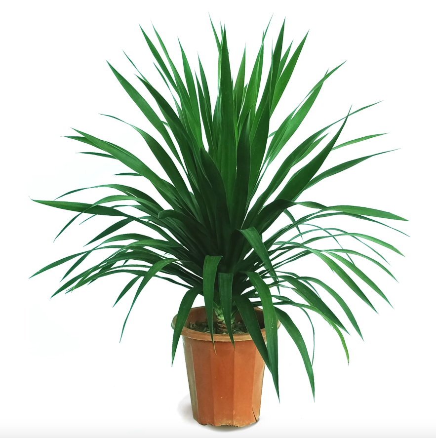single stem dracaena Buy 【Dracaena Draco, Single Stem Dragon Plant (0.6m)】 from Trusted Distributors & Wholesalers Directly - Credit Terms Payment Available