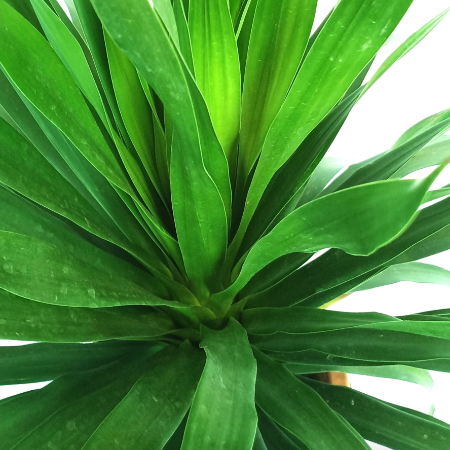 dracaena draco png Buy 【Dracaena Draco, Single Stem Dragon Plant (0.6m)】 from Trusted Distributors & Wholesalers Directly - Credit Terms Payment Available