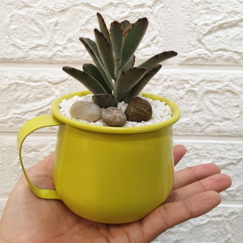 Enamel Succulent Pots (9cm) - Obbo.SG