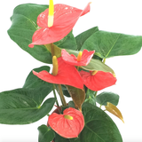 Anthurium Red, Flamingo Flower (0.30m) - Obbo.SG
