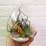 Open Egg Terrarium - Obbo.SG