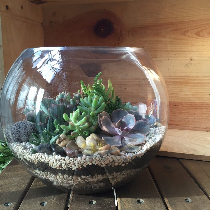 Open Terrarium Workshop - Obbo.SG
