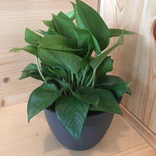 Potted Scindapsus Aureus - Matt Black Pots - Plastic Material - Bell Krater - Obbo.SG