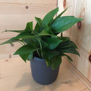 Potted Scindapsus Aureus - Matt Black Pots - Plastic Material - Cylinder Vase - Obbo.SG